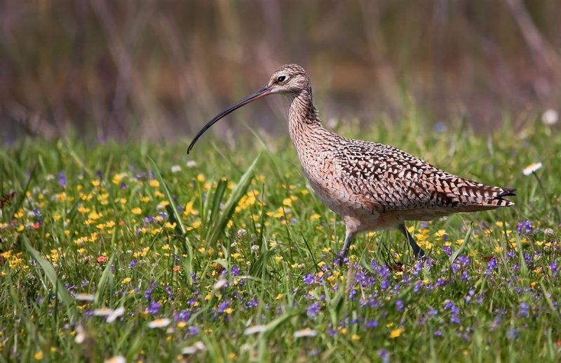 Long Billed Curlew, Texas