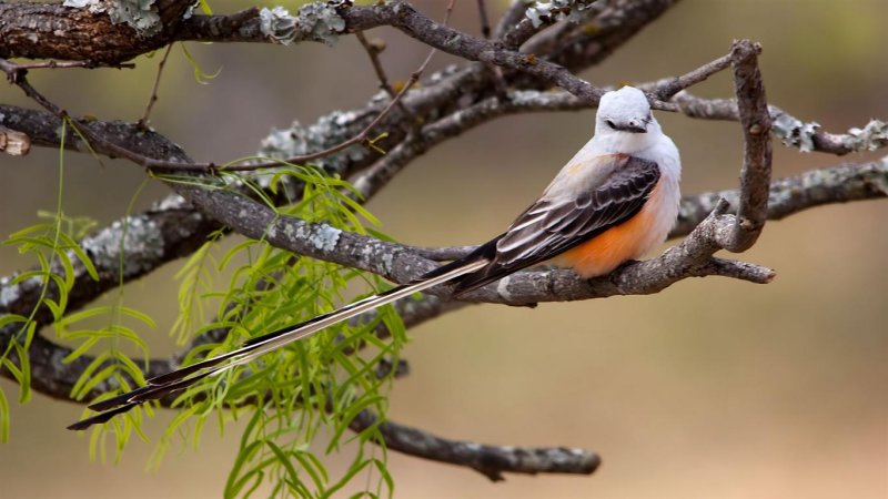 Scissor Tailed Flycatcher