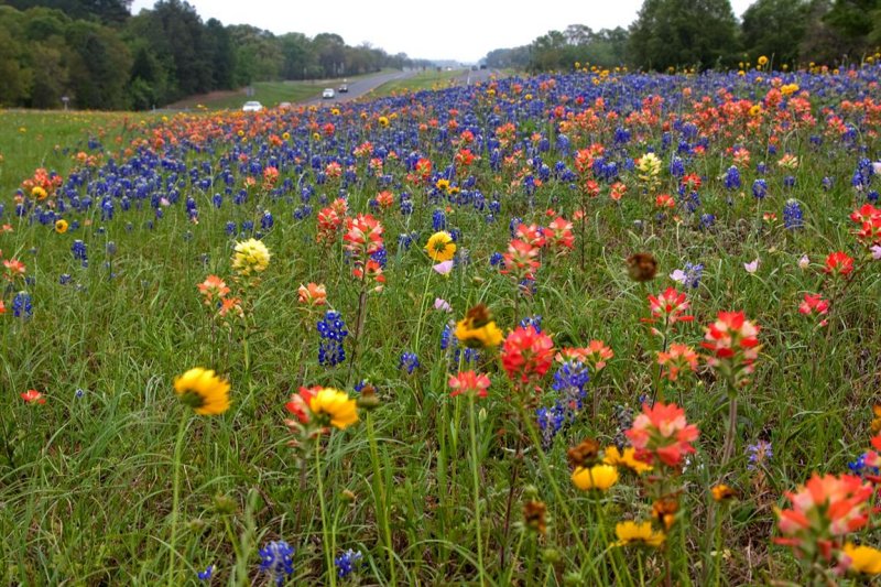 Bluebonnets, Indian Paintbrush, Etc.