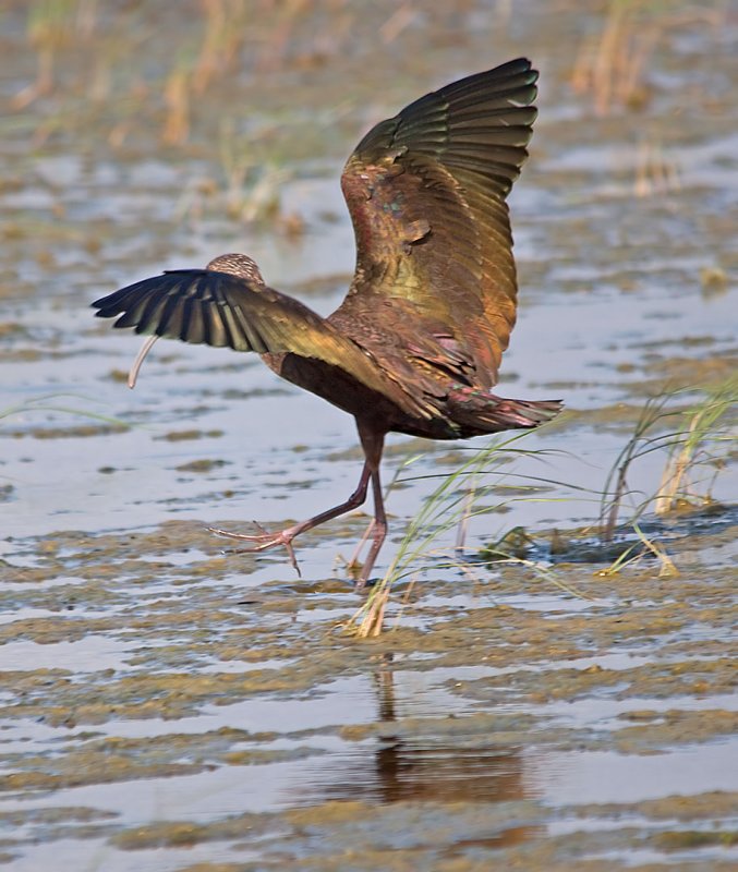 White Faced Ibis, Texas