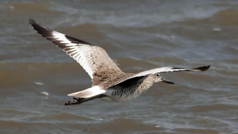 Willet, Texas