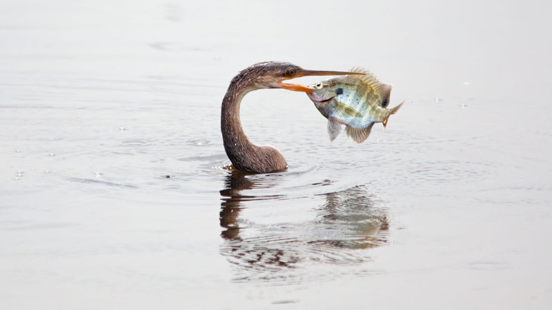 07-27-2011 Viera Wetlands 14.jpg