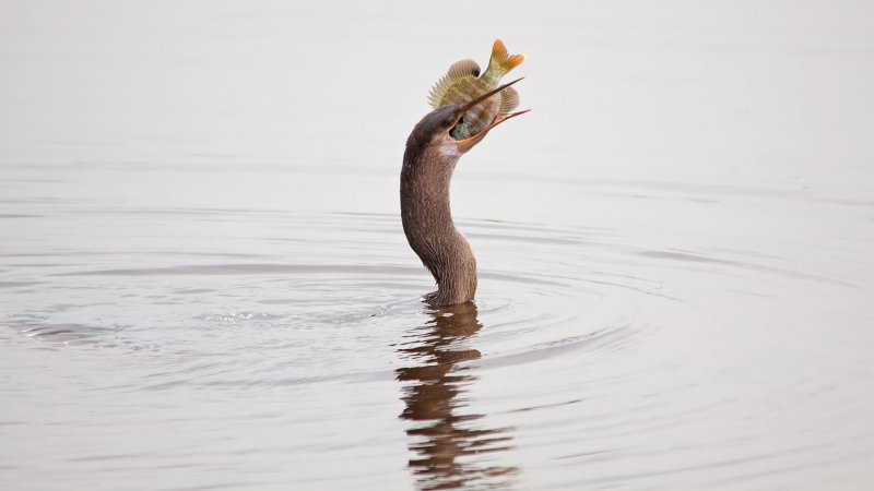 07-27-2011 Viera Wetlands 26.jpg