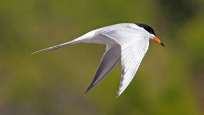 Forster's Tern