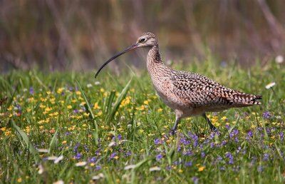 Long Billed Curlew, Texas