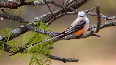 Scissor Tailed Flycatcher