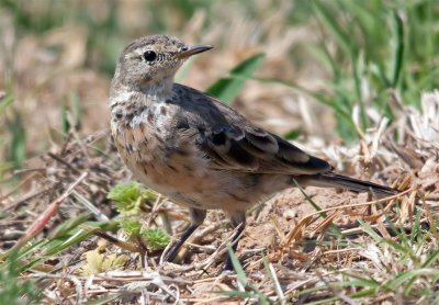 American Pipit, Texas