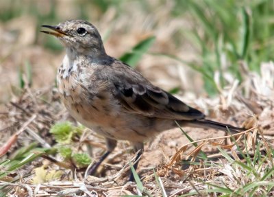 American Pipit, Texas
