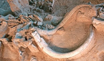 Waco Mammoth Site