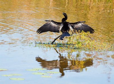 05-23-11 Lake Seminole 45 (Medium).jpg