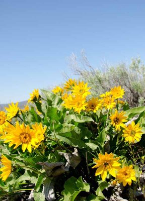 Balsam Root