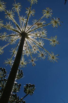 backlit