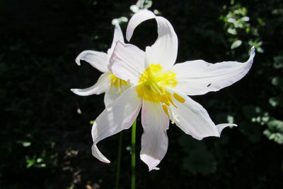 avalanche lilly