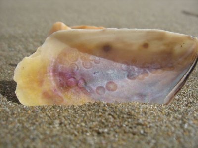 Pauanui pink muscle shell