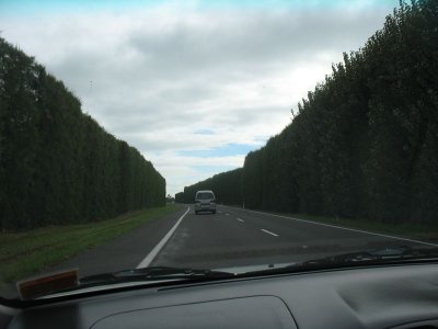 Kiwi hedges