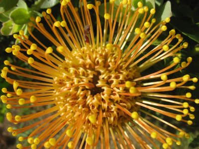 Protea blooming
