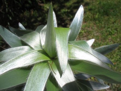 hairy silver plant