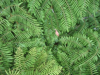 center of a tree fern