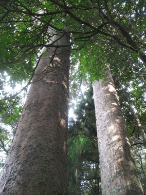 twin Kauri trees - they were huge!