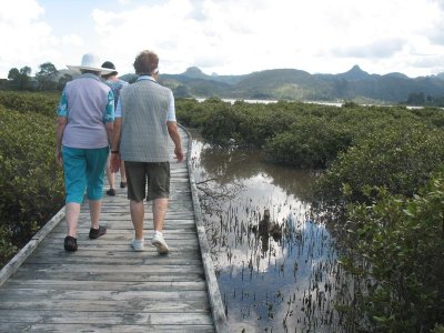 Walking in the mangrove swamp