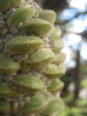 alien pine cone thing, green