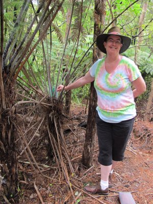 lots of tree ferns