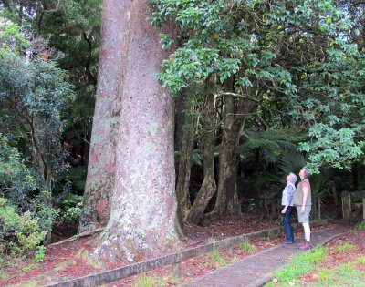Twin Kauri trees