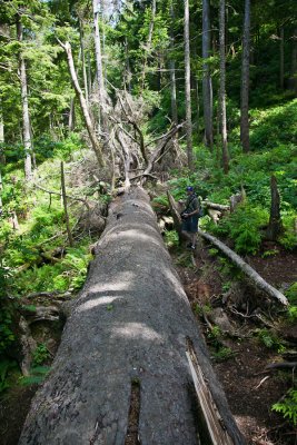 old growth fallen
