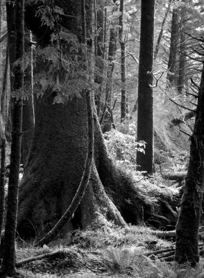 Spruce trunk