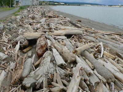 Oak Harbor city beach driftwood