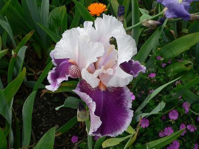 Oak Harbor city park iris