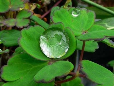 bleeding heart diamond