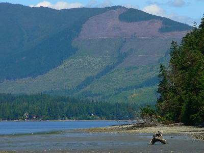 new clear cut on Forest Service land across Hood  Canal