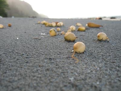 kelp bladders.jpg