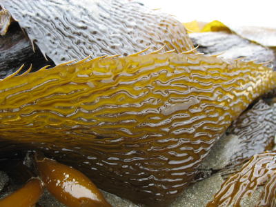 wrinkled kelp.jpg