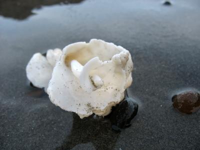 ivory rose?.jpg