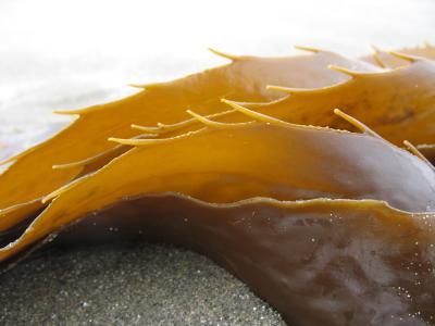 kelp as saw blade.jpg