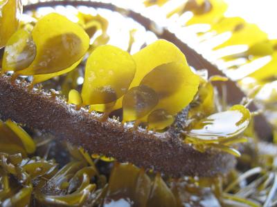 kelp as dragon's spine.jpg