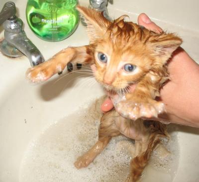 drowned cat.jpg