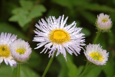 dropletts on flower