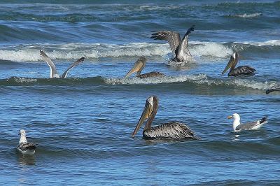 Pelicans feeding in surf