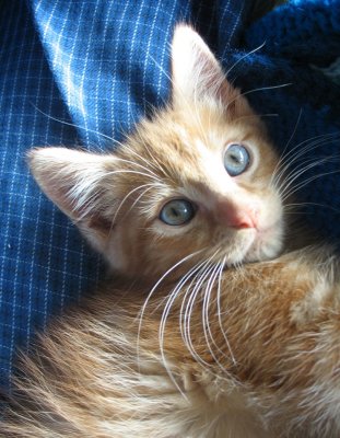 milo blue eyes.jpg