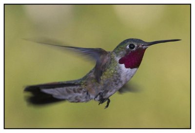 Sheryl's humming birds #1