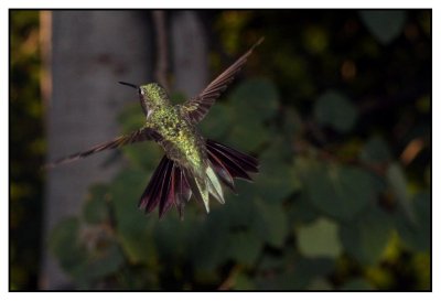 Sheryl's humming birds #2