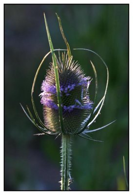 Thistle with a purple crown