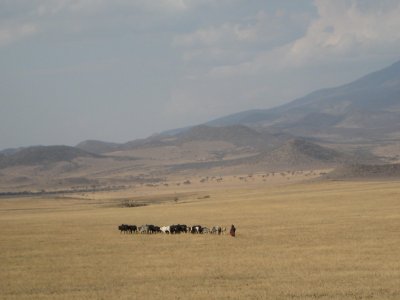 colorful Masai tending cows.jpg