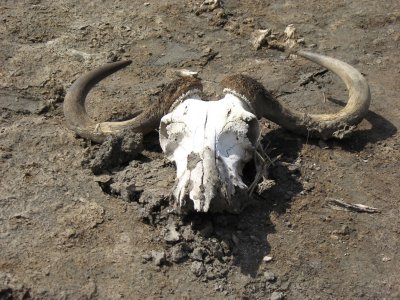 Wildebeest skeleton.jpg