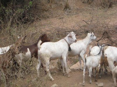 Goats crowd the road.jpg