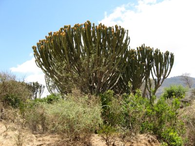 Common big cactus- like plant.jpg