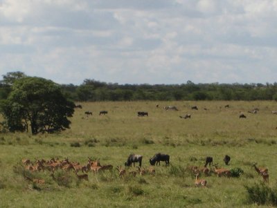 Gazelle and wildebeests.jpg